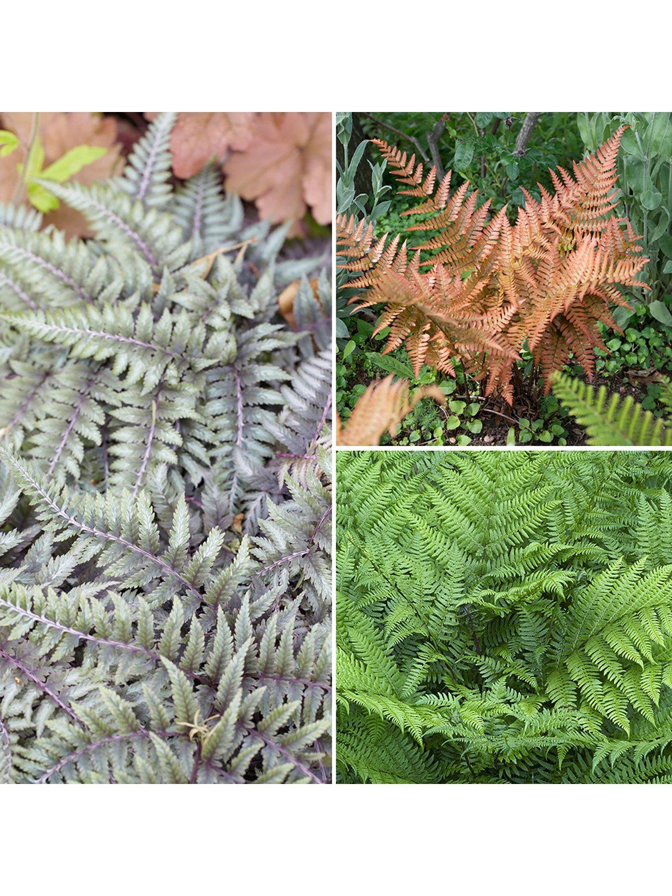 Image 1 of 4 of You Garden Colourful Hardy Fern Collection 3 Colours -&nbsp;9cm Pots