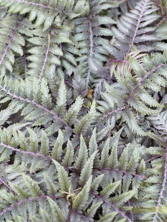 stillFront image of colourful-hardy-fern-collection-3-colours--nbsp9cm-pots