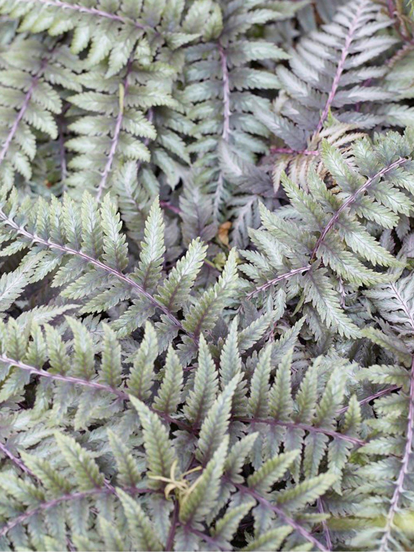 Image 2 of 4 of You Garden Colourful Hardy Fern Collection 3 Colours -&nbsp;9cm Pots