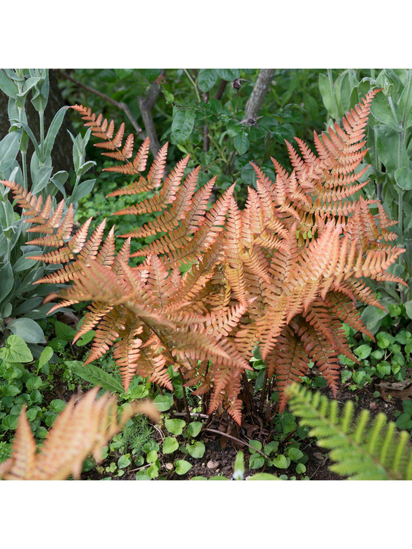 Image 3 of 4 of You Garden Colourful Hardy Fern Collection 3 Colours -&nbsp;9cm Pots