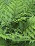  image of colourful-hardy-fern-collection-3-colours--nbsp9cm-pots