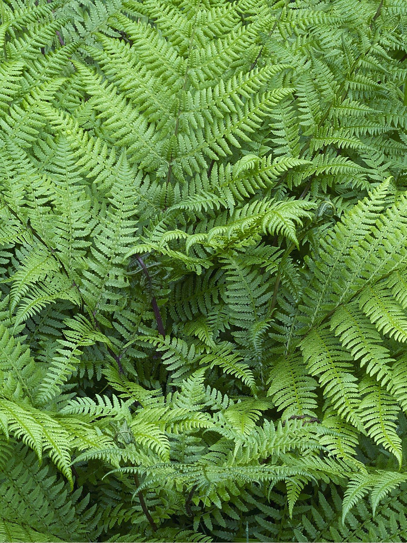 Image 4 of 4 of You Garden Colourful Hardy Fern Collection 3 Colours -&nbsp;9cm Pots