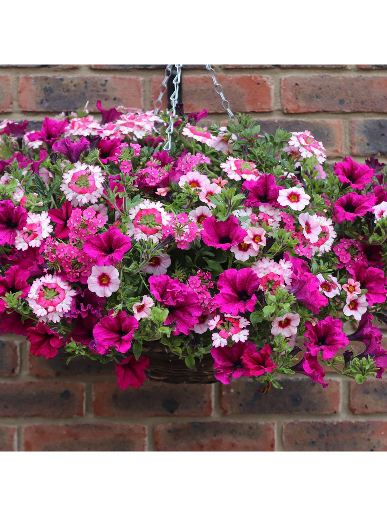 You Garden Eton Mess Basket/Planter plug mix x 12