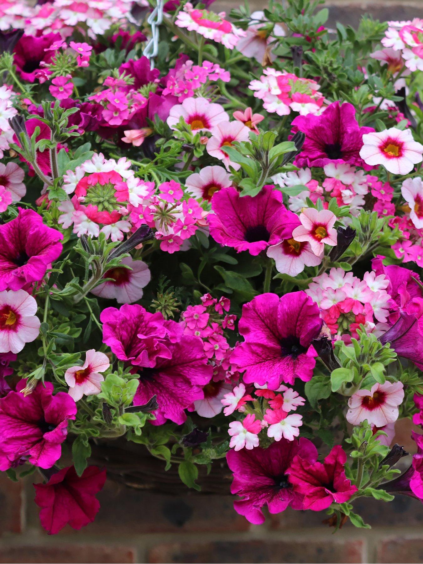 Image 2 of 3 of You Garden Eton Mess Basket/Planter plug mix x 12