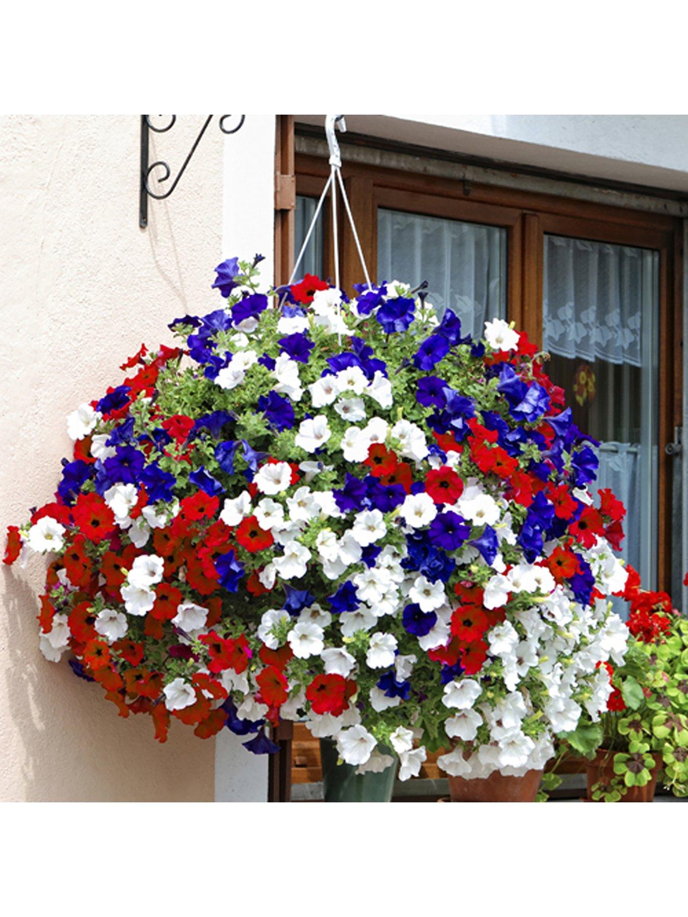 You Garden Patriotic Petunia Basket/Planter pluig mix x 12