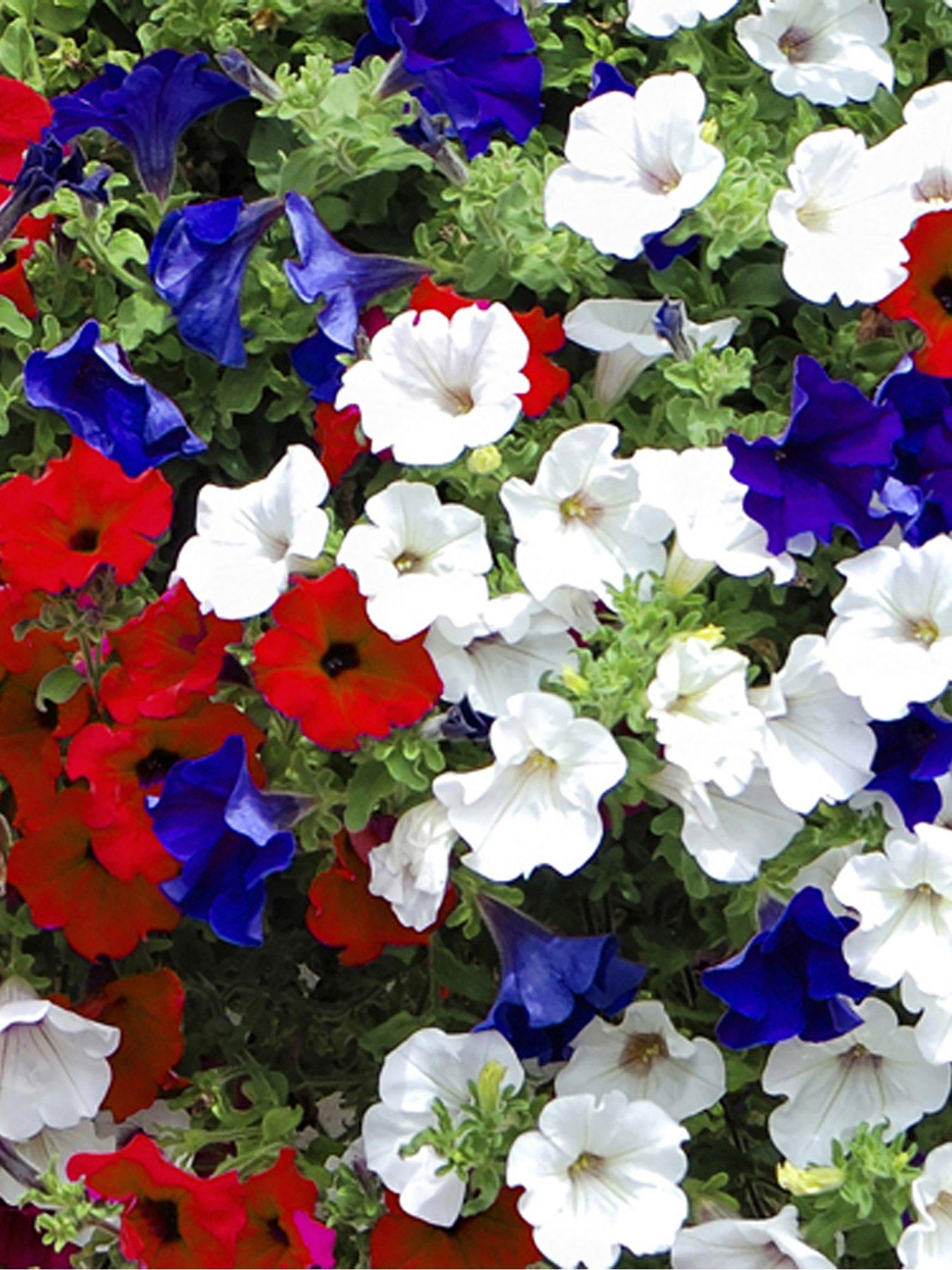 Image 2 of 5 of You Garden Patriotic Petunia Basket/Planter pluig mix x 12