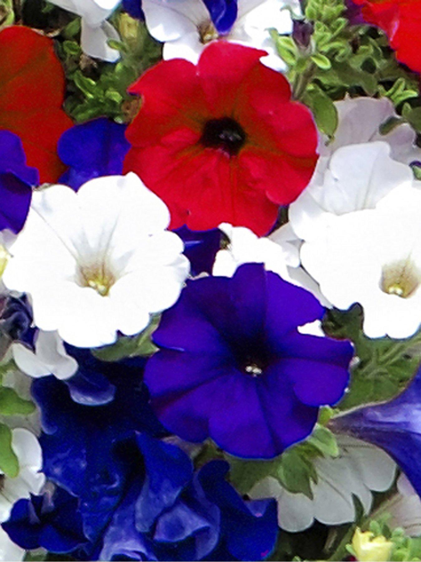 Image 3 of 5 of You Garden Patriotic Petunia Basket/Planter pluig mix x 12