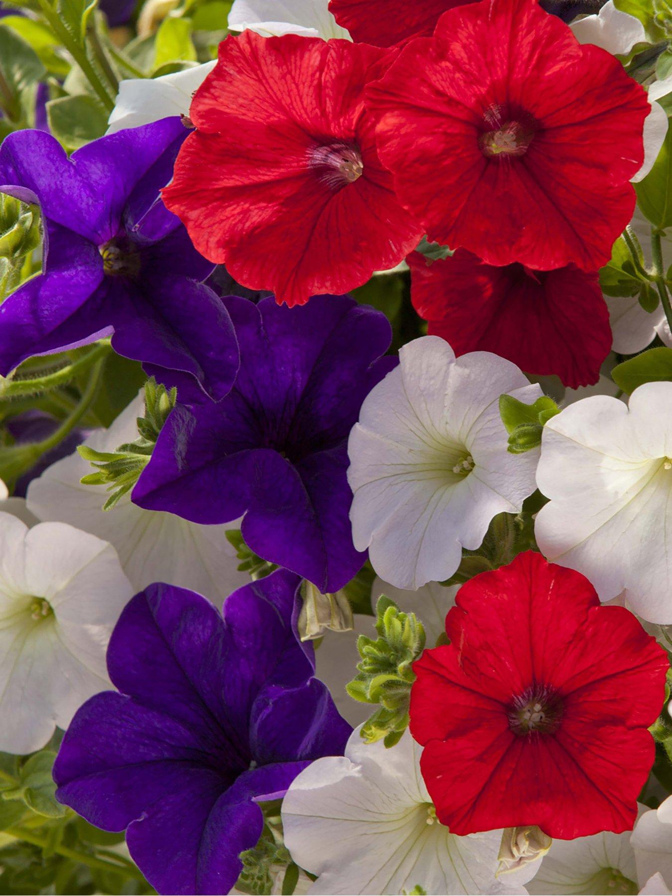 Image 4 of 5 of You Garden Patriotic Petunia Basket/Planter pluig mix x 12