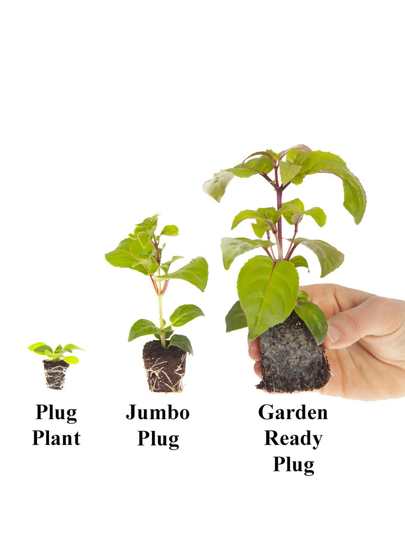 Image 5 of 5 of You Garden Patriotic Petunia Basket/Planter pluig mix x 12