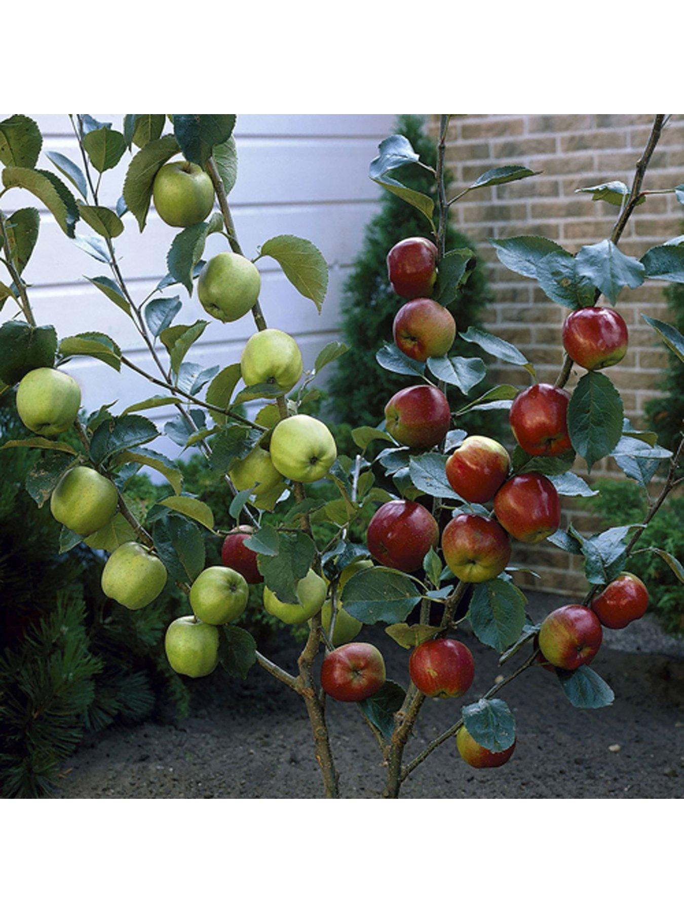  image of you-garden-duo-apple-tree-2-varietiesnbspon-1-tree-3l-pot-1m-tall