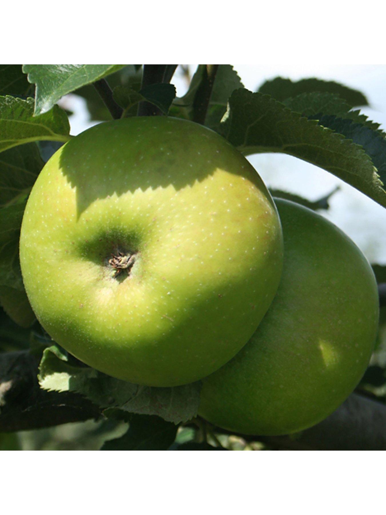 image of you-garden-duo-apple-tree-2-varietiesnbspon-1-tree-3l-pot-1m-tall