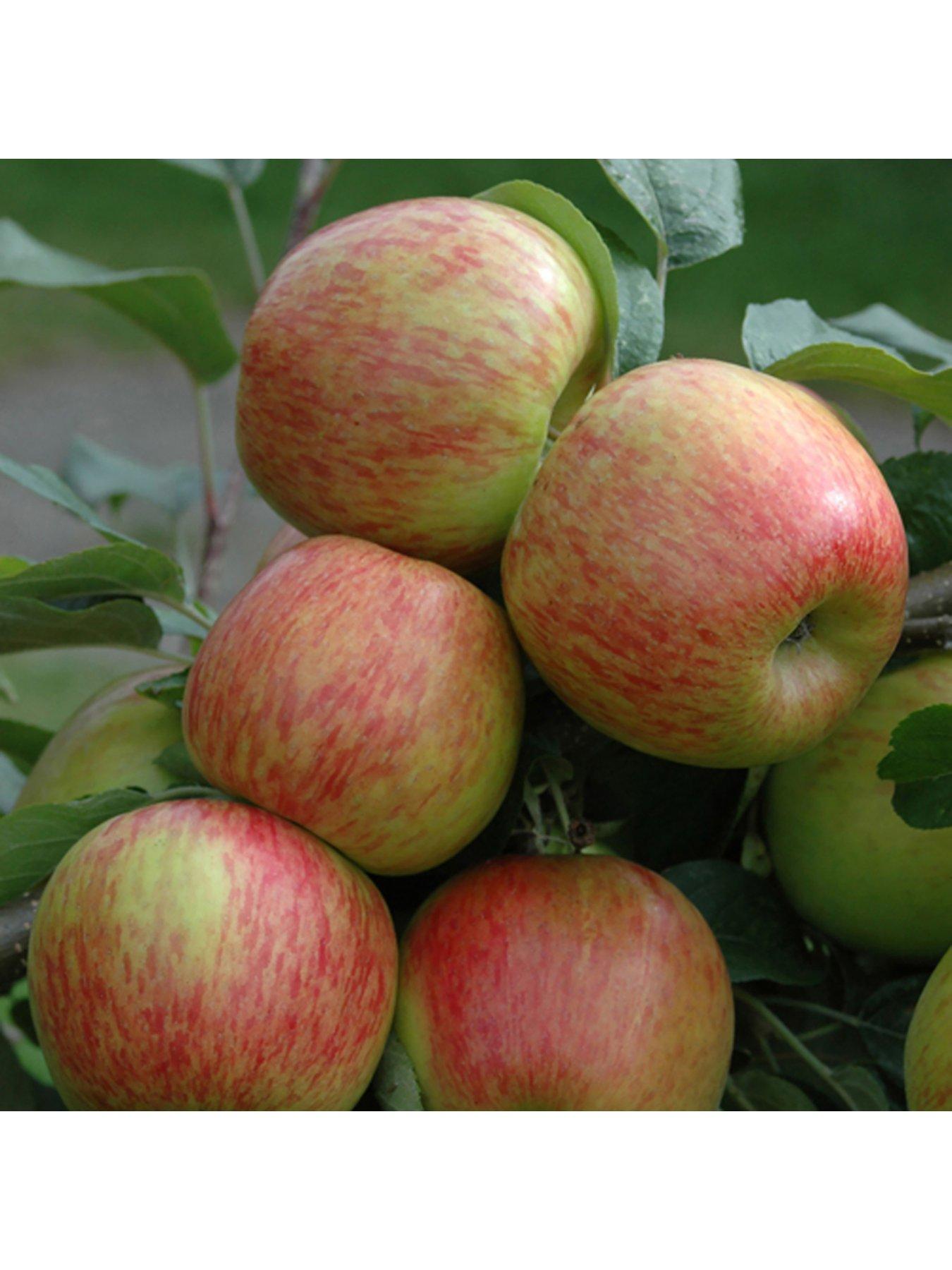  image of you-garden-duo-apple-tree-2-varietiesnbspon-1-tree-3l-pot-1m-tall