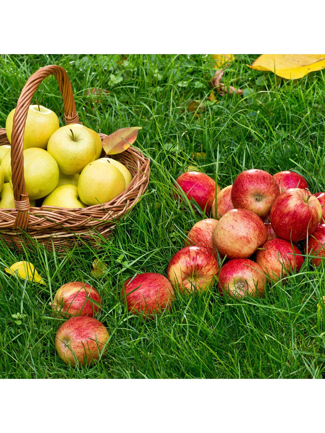  image of you-garden-duo-apple-tree-2-varietiesnbspon-1-tree-3l-pot-1m-tall