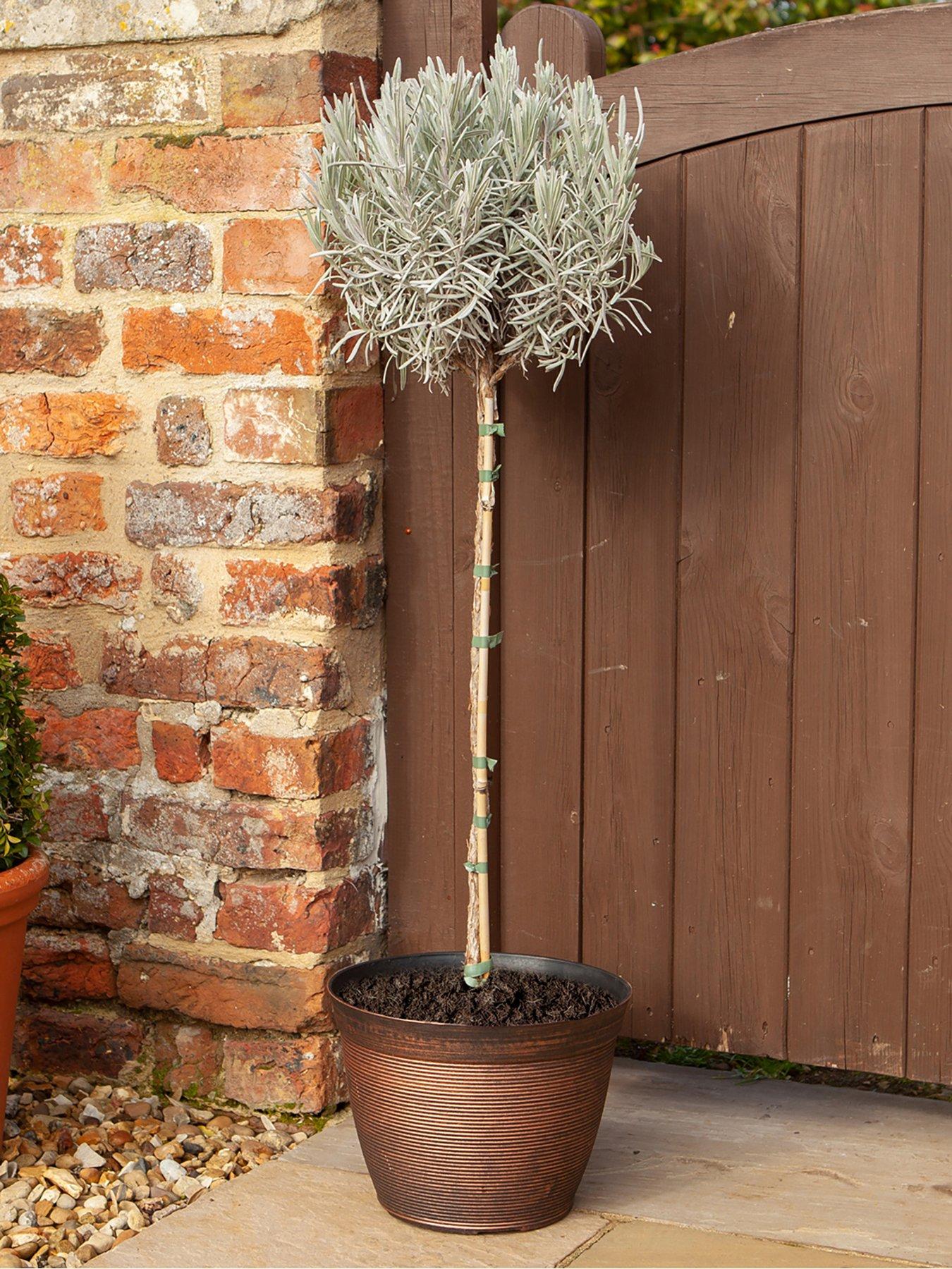 you-garden-english-lavender-munstead-standard-tree-90cm-tall