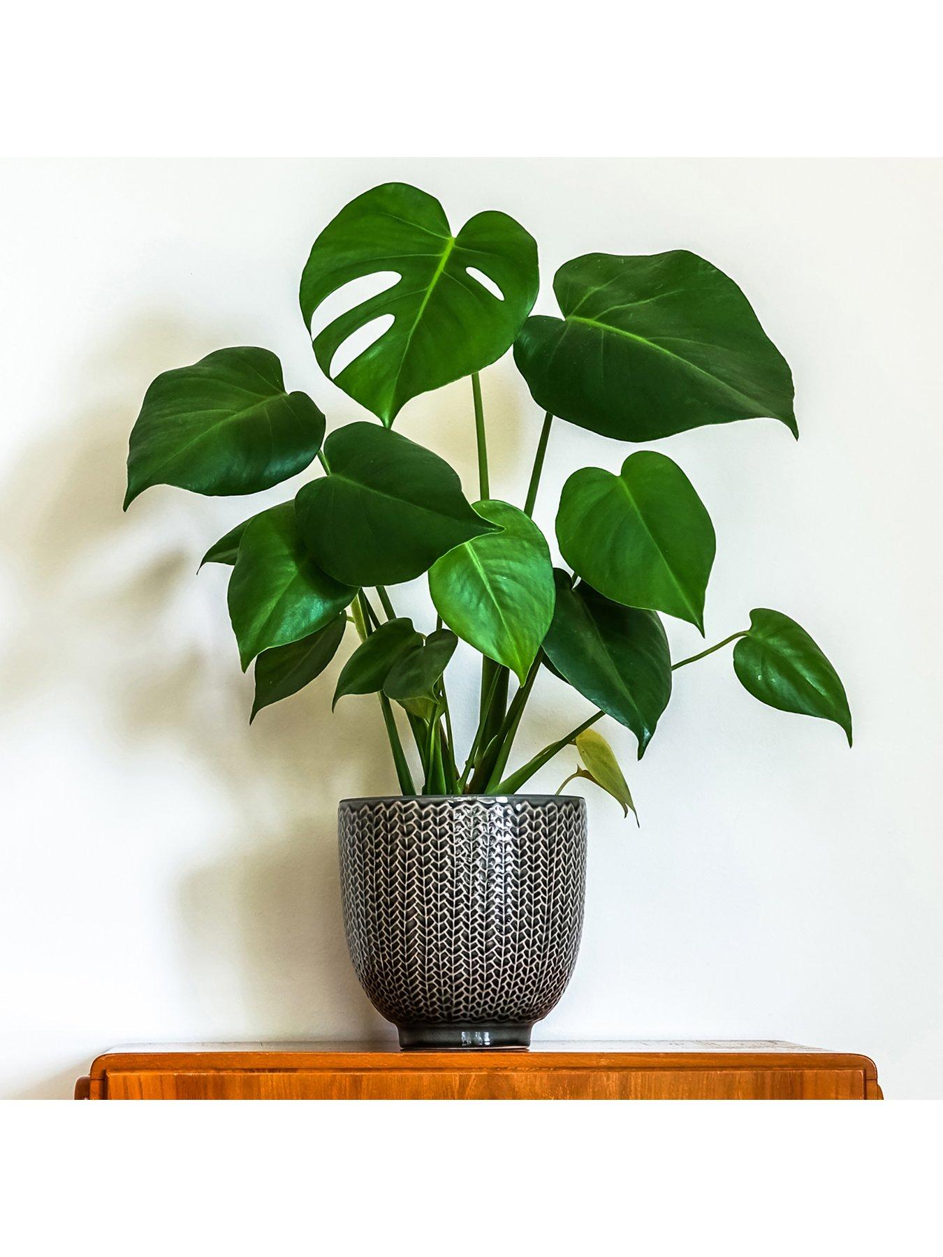 you-garden-monstera-deliciosanbspswiss-cheese-plant-14cm-pot