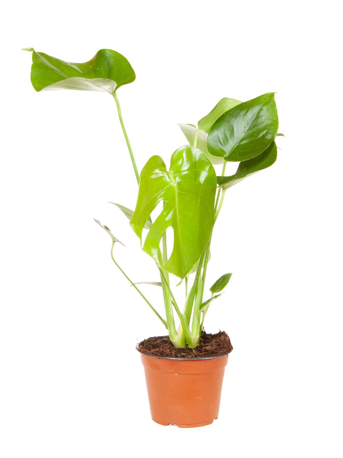 You Garden Monstera deliciosa Swiss Cheese Plant 14cm Pot | Littlewoods