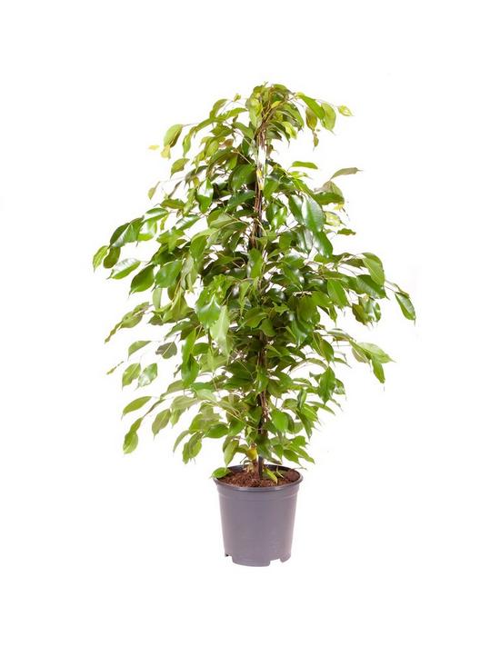 front image of ficus-benjamanica-weeping-fig-21cm-pot-90cm-tall-green-houseplant