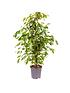  image of ficus-benjamanica-weeping-fig-21cm-pot-90cm-tall-green-houseplant