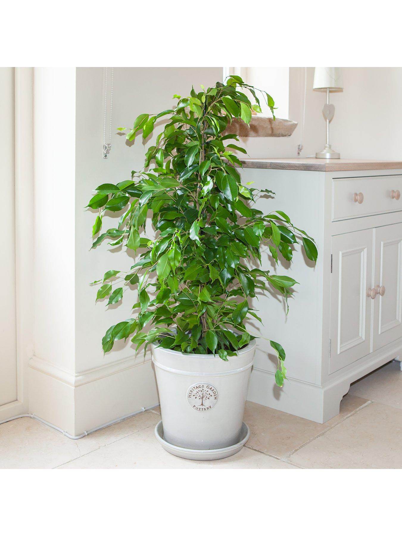 Image 3 of 3 of You Garden Ficus benjamanica (Weeping Fig) 21cm pot 90cm tall - green houseplant