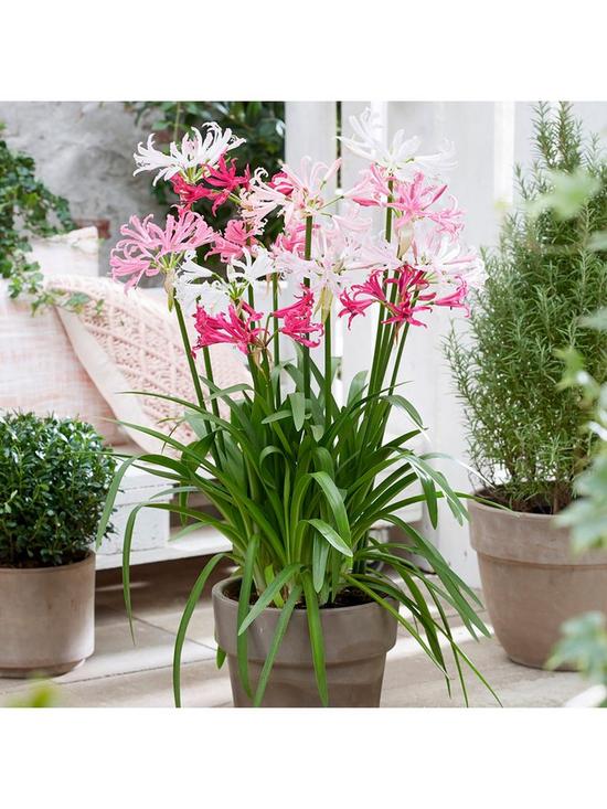 front image of hardy-nerine-guernsey-lily-hybridisers-mix-x-10-bulbs
