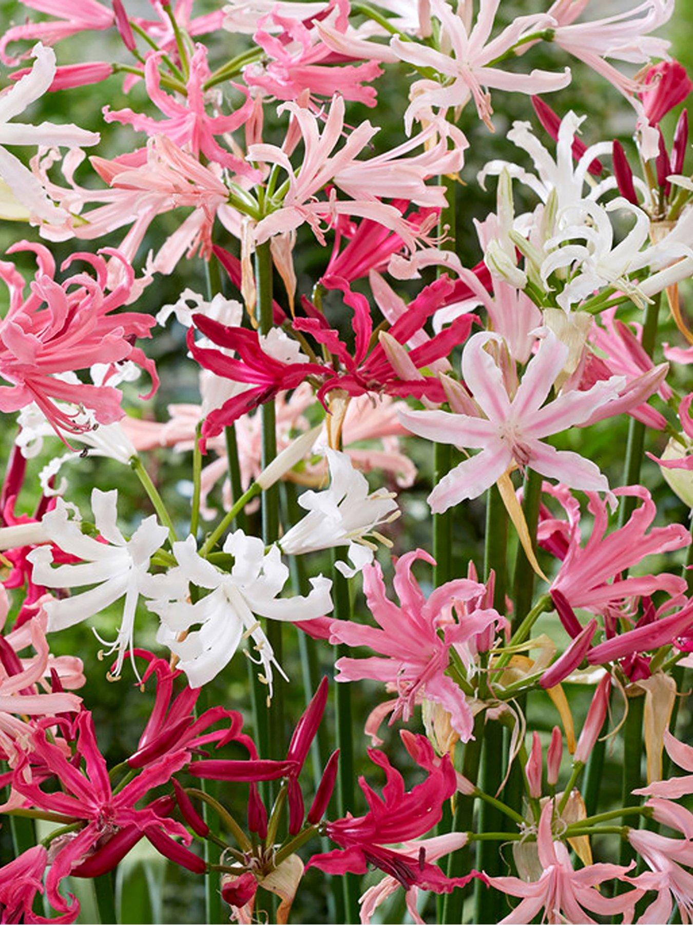 Image 2 of 3 of You Garden Hardy Nerine (Guernsey Lily) Hybridisers Mix x 10 bulbs