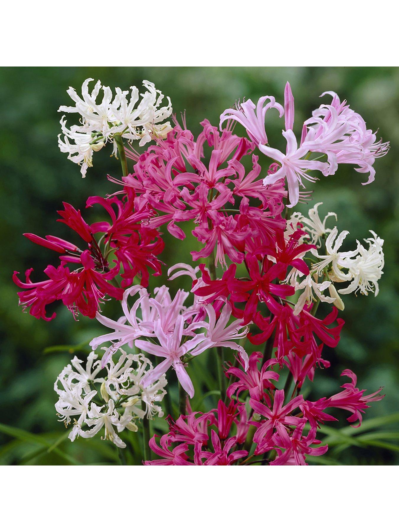 Image 3 of 3 of You Garden Hardy Nerine (Guernsey Lily) Hybridisers Mix x 10 bulbs