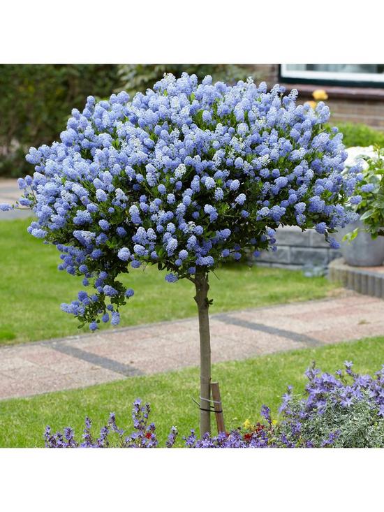 front image of hardy-ceanothus-tree-californian-lilac-standard-90cm-tall