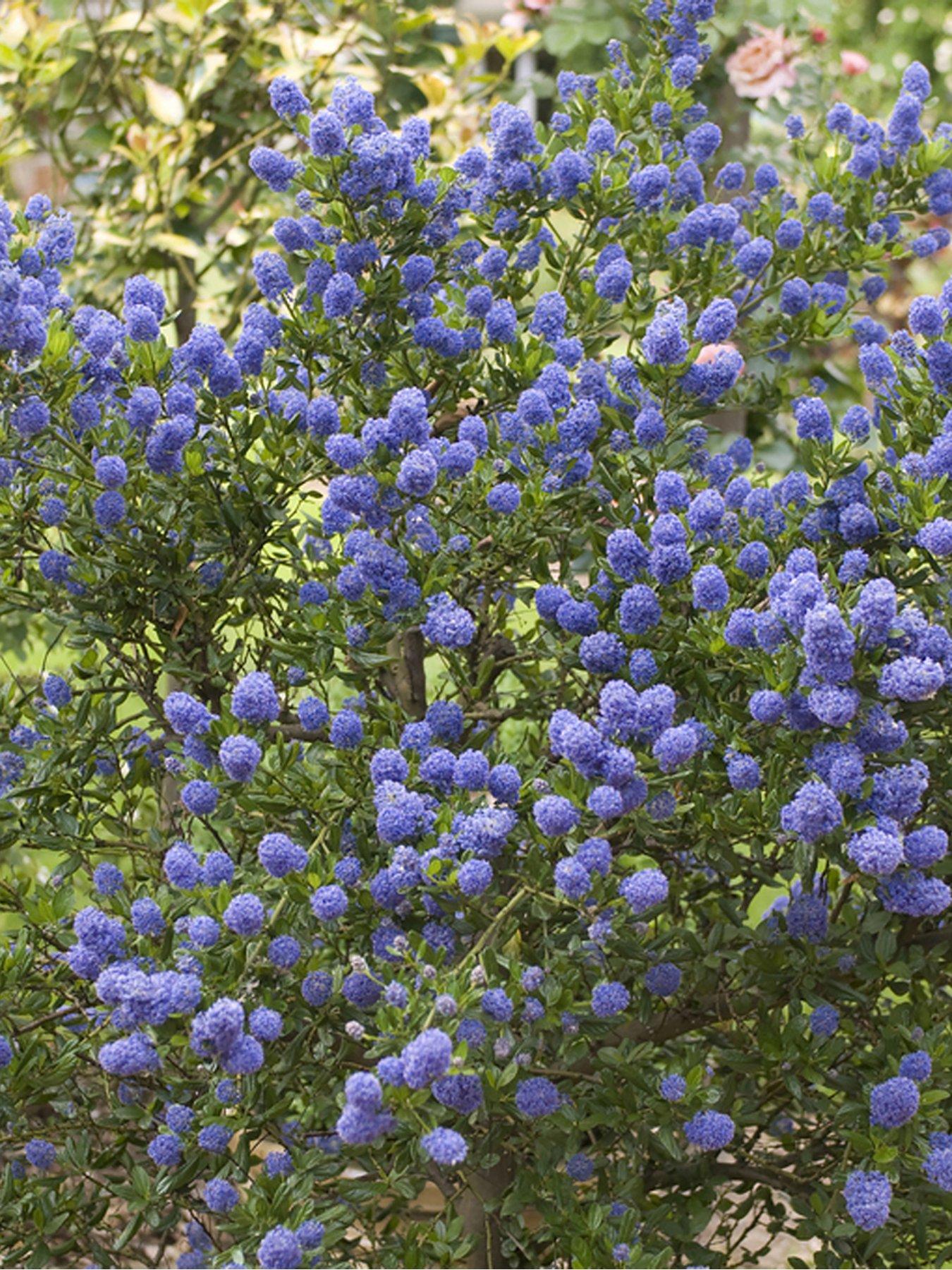  image of you-garden-hardy-ceanothus-tree-californian-lilac--nbsp90cm-tall