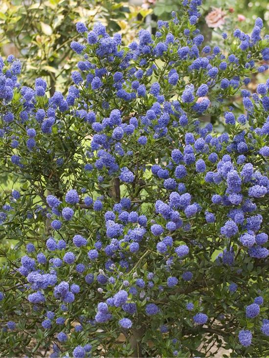 stillFront image of hardy-ceanothus-tree-californian-lilac-standard-90cm-tall
