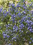  image of hardy-ceanothus-tree-californian-lilac-standard-90cm-tall
