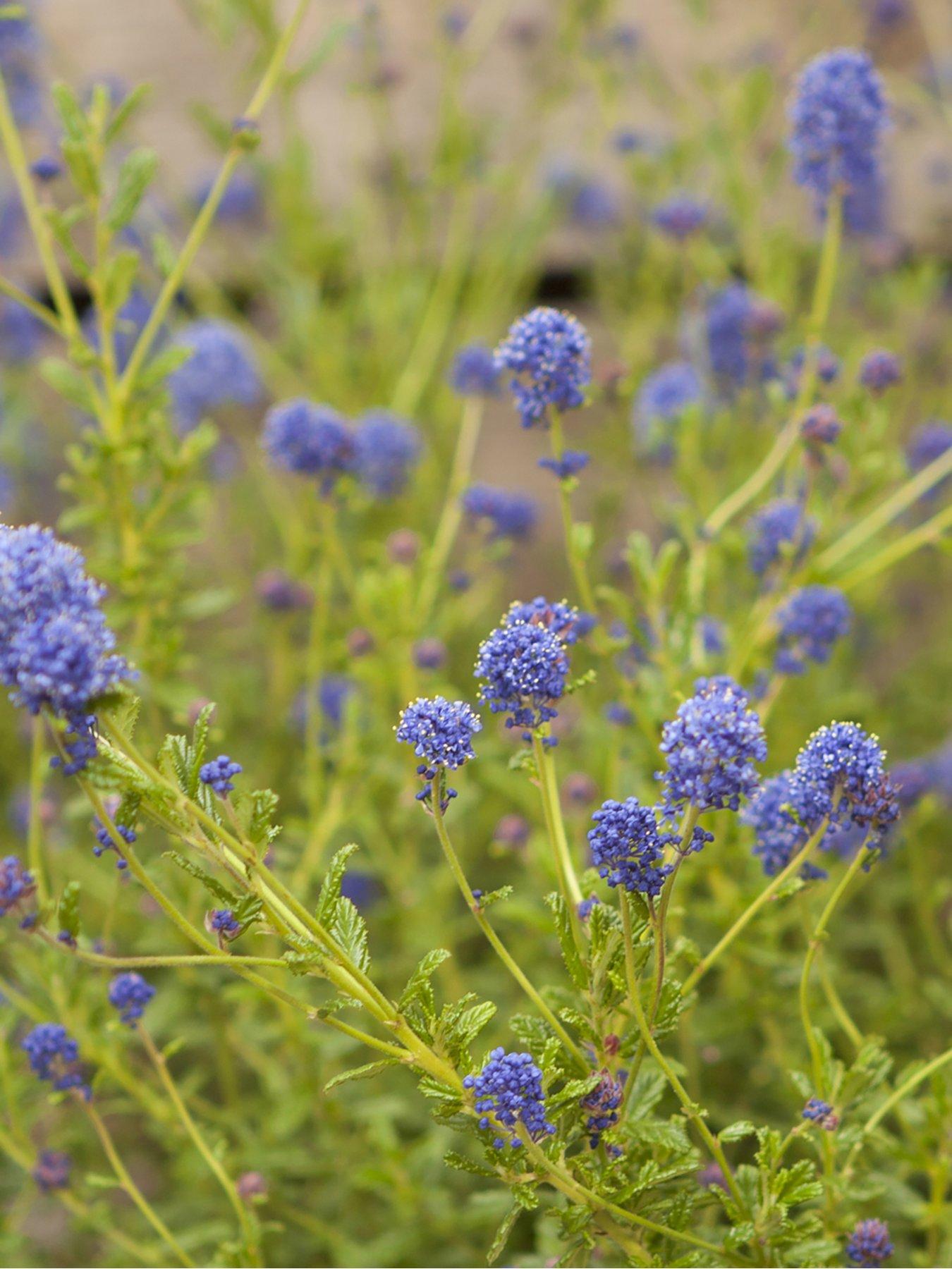  image of you-garden-hardy-ceanothus-tree-californian-lilac--nbsp90cm-tall