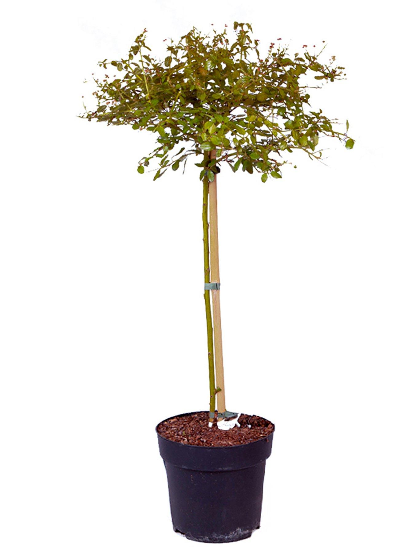  image of you-garden-hardy-ceanothus-tree-californian-lilac--nbsp90cm-tall