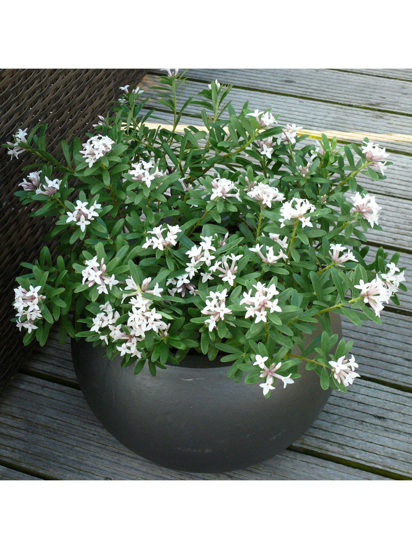 you-garden-daphne-eternal-fragrance-2l