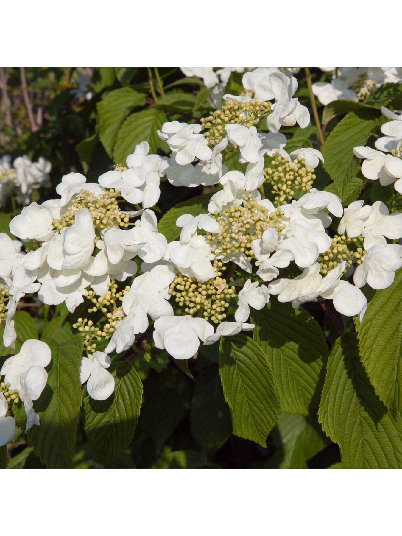 You Garden Viburnum Kilimanjaro Sunrise 3L Wedding Cake Tree