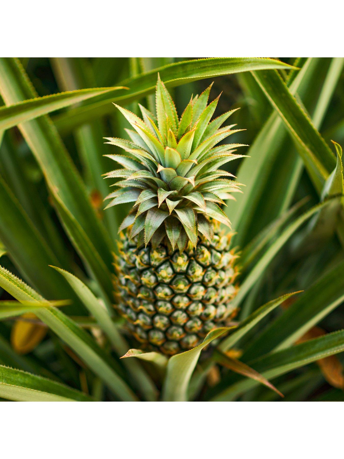 undefined Real Pineapple Plant with fruit in 14cm pot