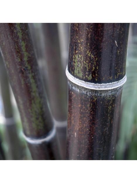 black-bamboo-phyllostachys-nigra-5l-pot-60-to-100cm