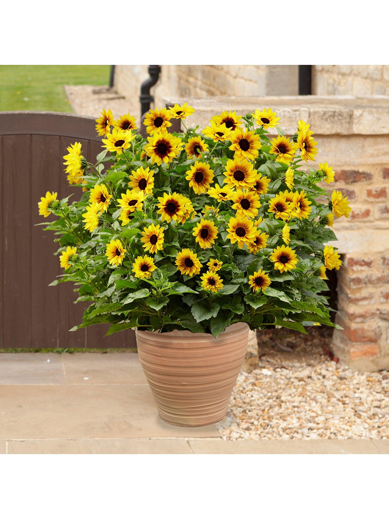 Image 1 of 5 of You Garden Helianthus Sunbelieveable&nbsp;in 3-Litre Pot