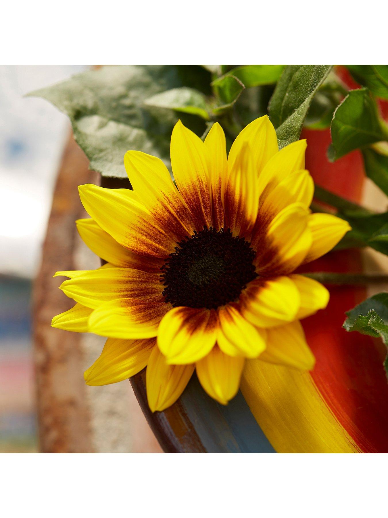Image 2 of 5 of You Garden Helianthus Sunbelieveable&nbsp;in 3-Litre Pot