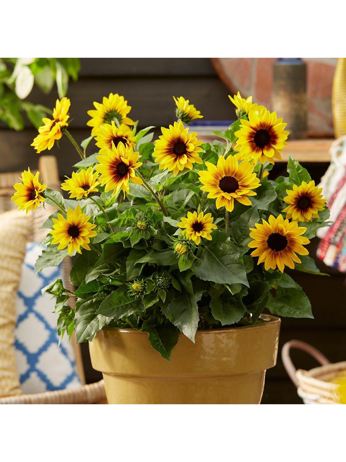 Image 3 of 5 of You Garden Helianthus Sunbelieveable&nbsp;in 3-Litre Pot