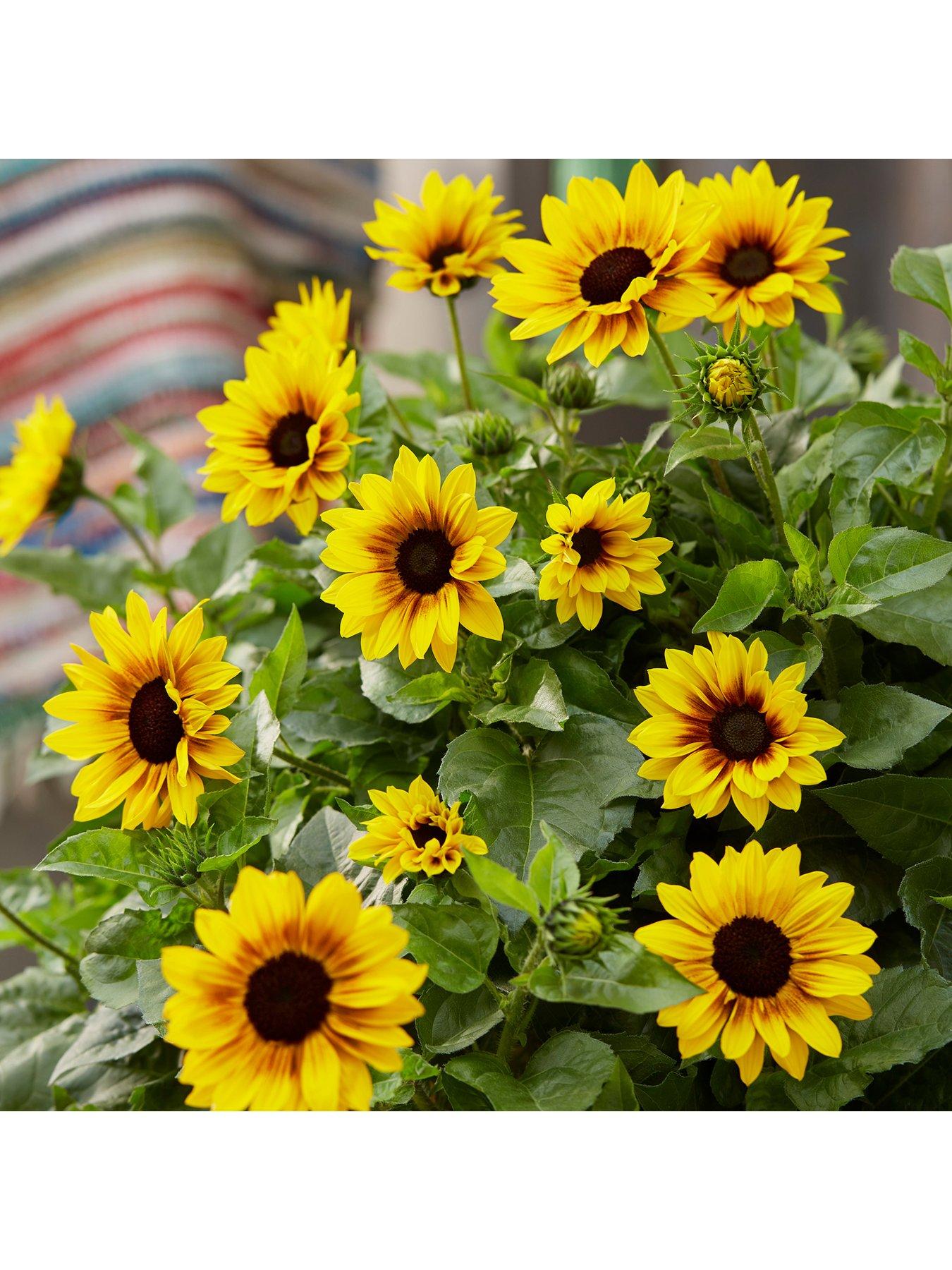 Image 4 of 5 of You Garden Helianthus Sunbelieveable&nbsp;in 3-Litre Pot