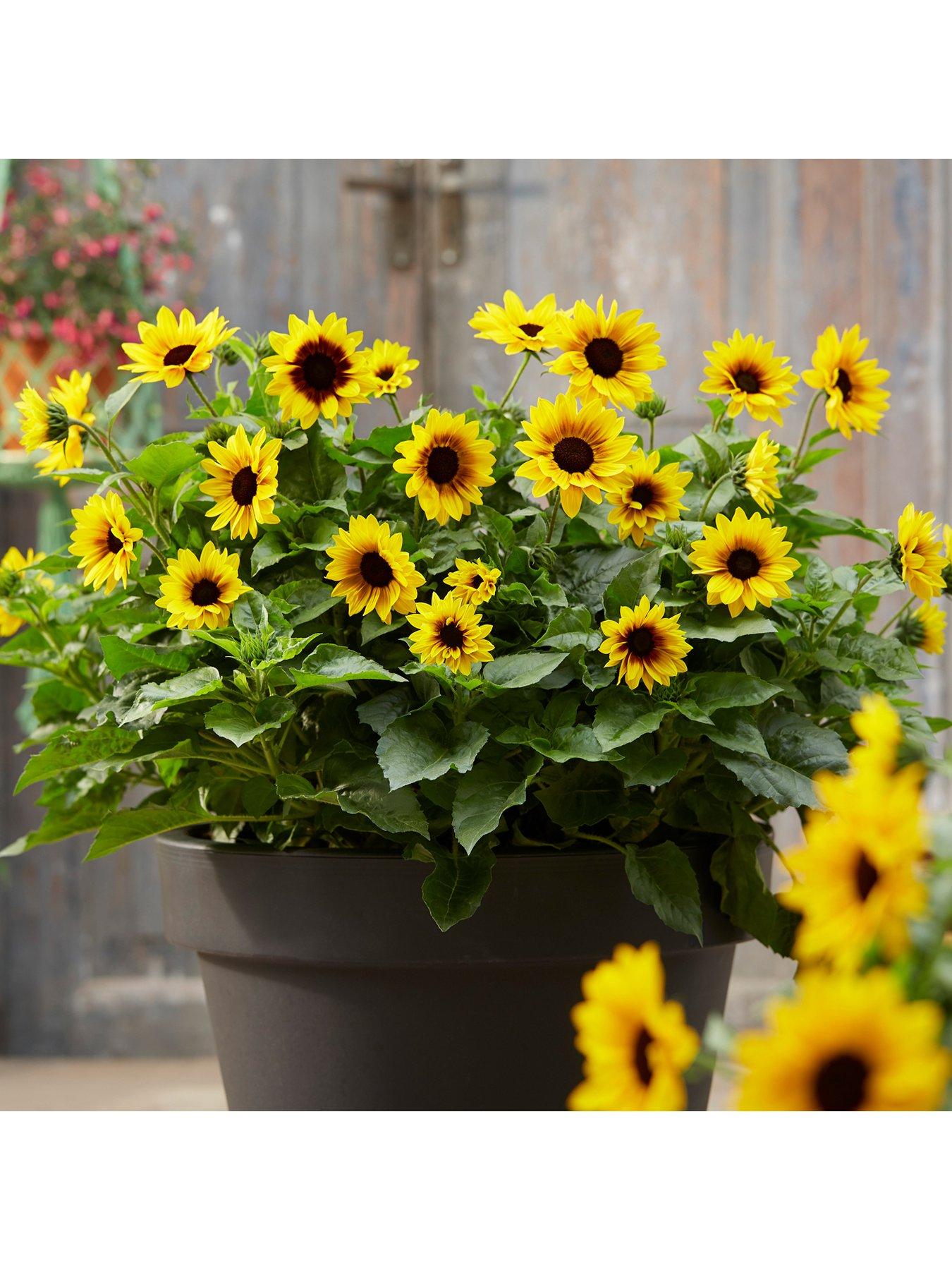 Image 5 of 5 of You Garden Helianthus Sunbelieveable&nbsp;in 3-Litre Pot