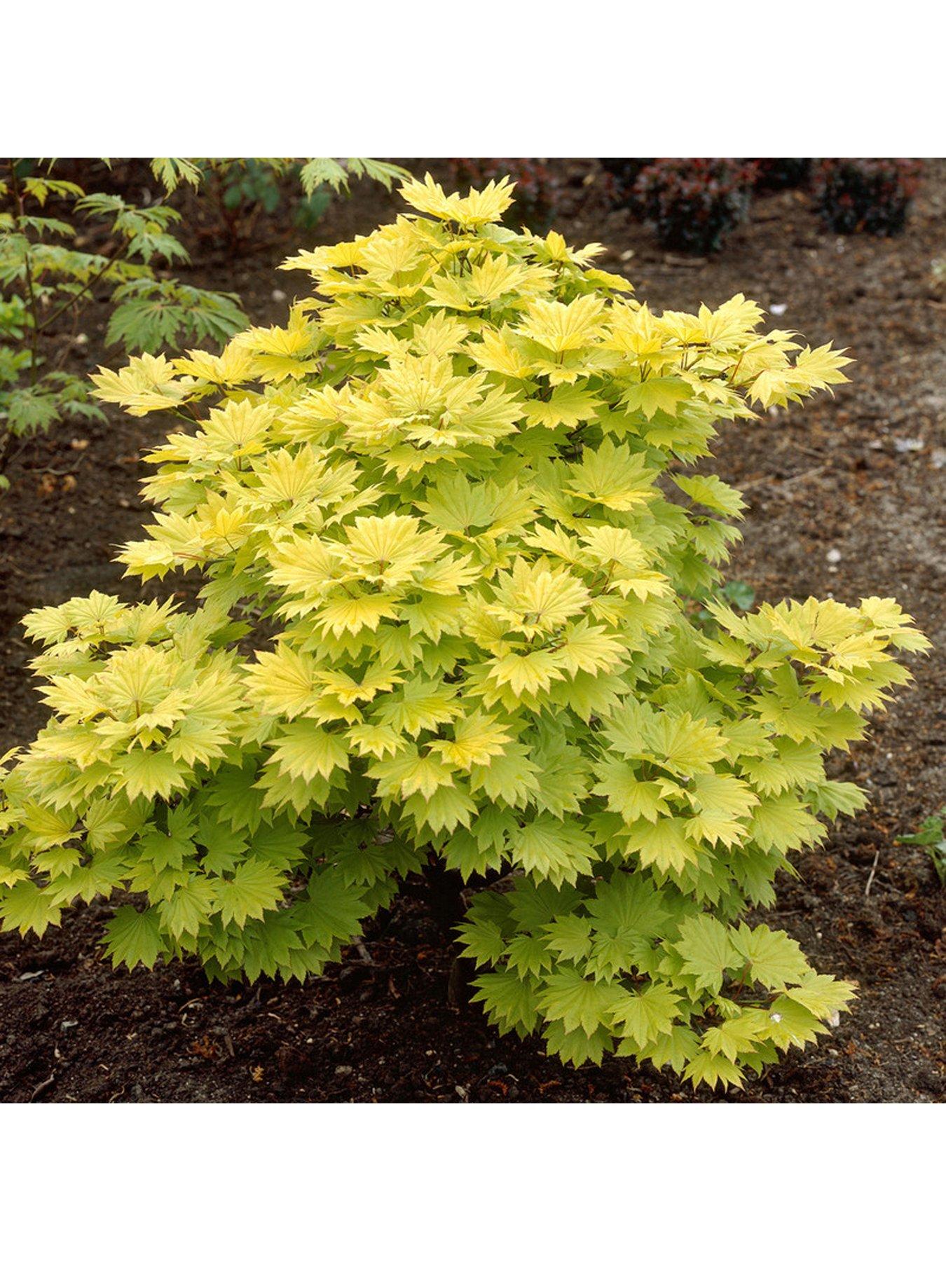 Image 1 of 3 of You Garden Acer shirashanum Aureum 3L Pot