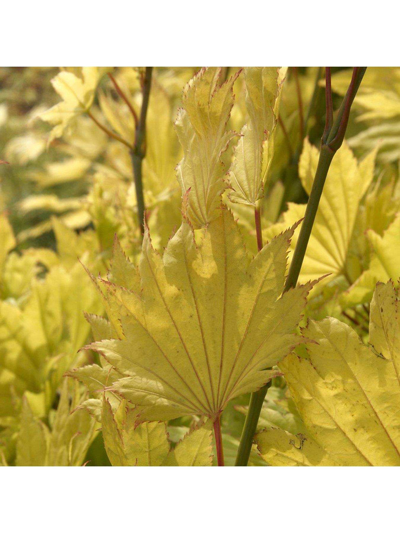 Image 2 of 3 of You Garden Acer shirashanum Aureum 3L Pot