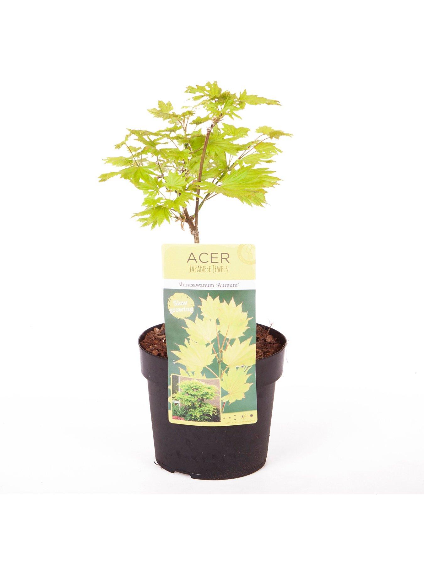 Image 3 of 3 of You Garden Acer shirashanum Aureum 3L Pot