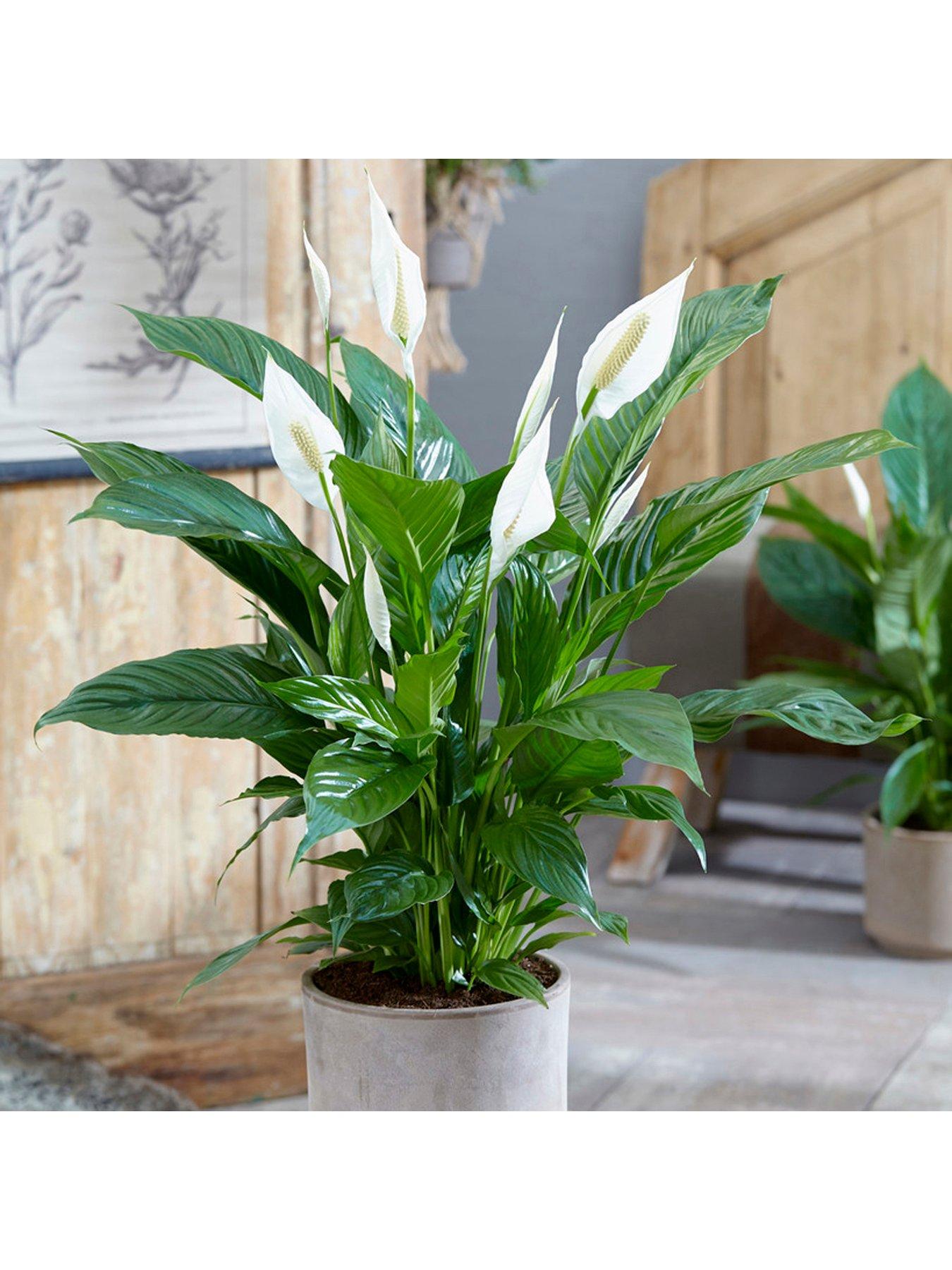 You Garden Spathiphyllum 'Sweet Silver' 14cm Pot