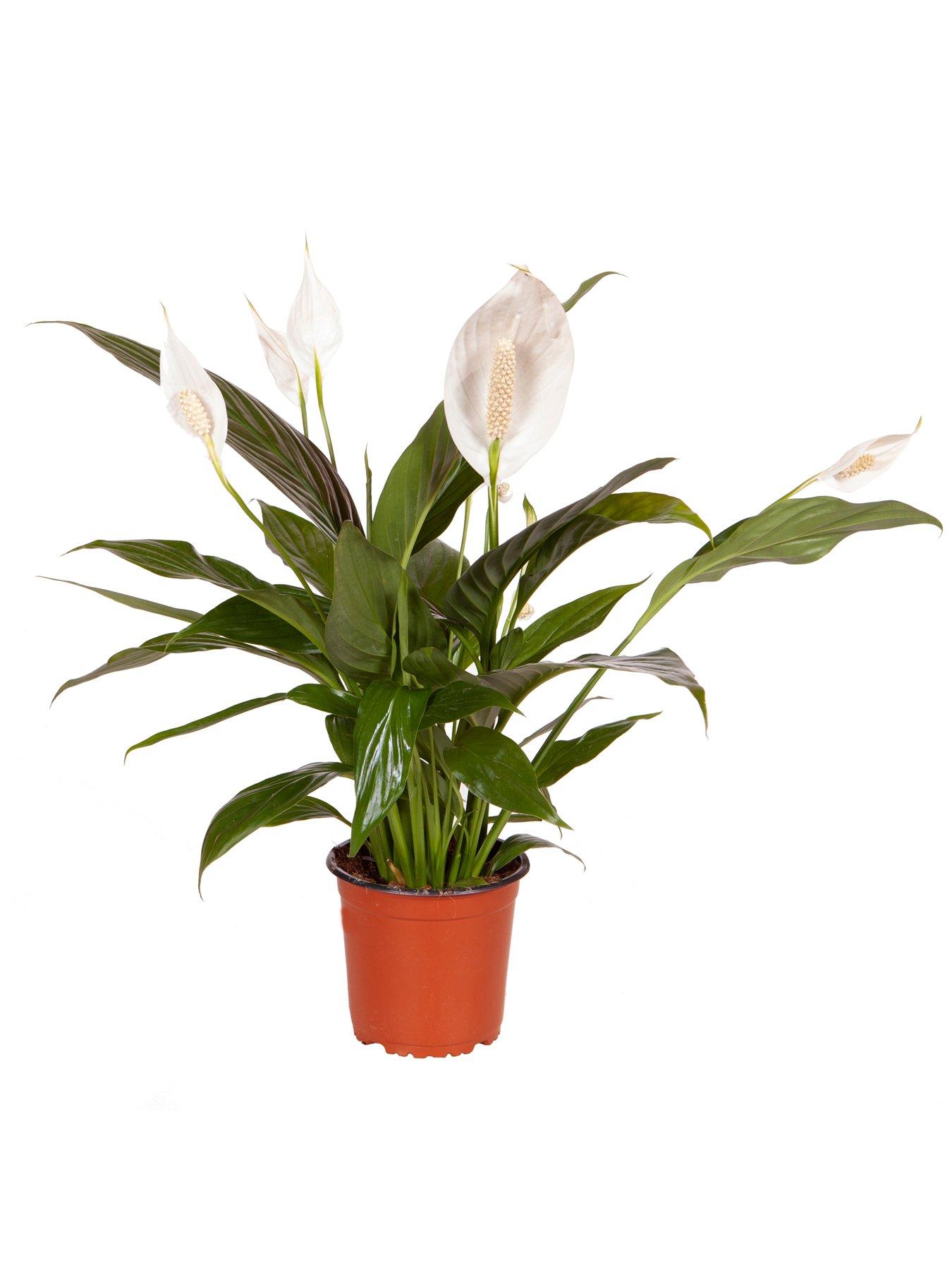 Image 2 of 2 of You Garden Spathiphyllum 'Sweet Silver' 14cm Pot