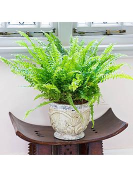 Very Nephrolepis 'Green Moment' Boston Fern 12Cm Pot Picture