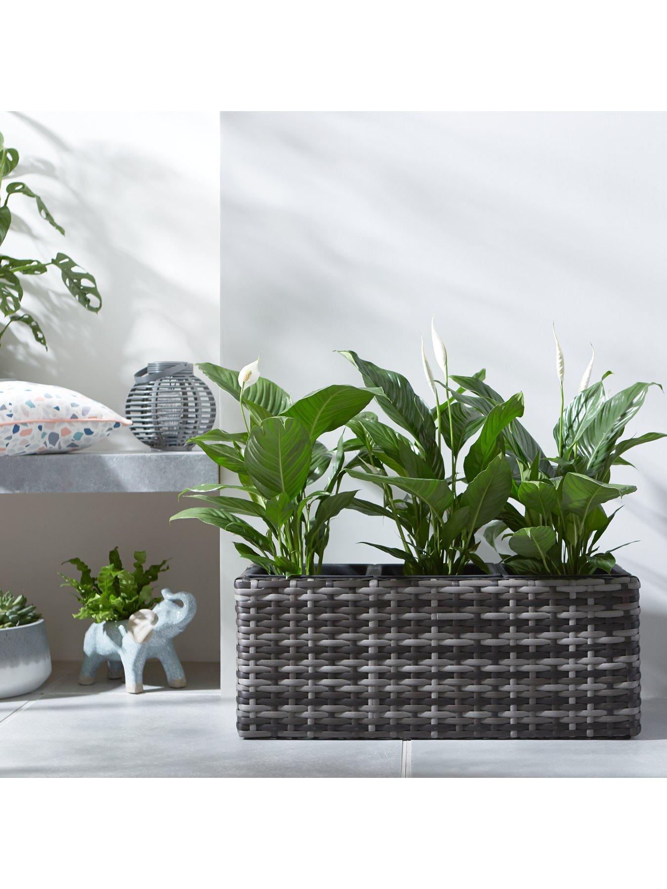undefined Aruba Trough Shaped Rattan Planter