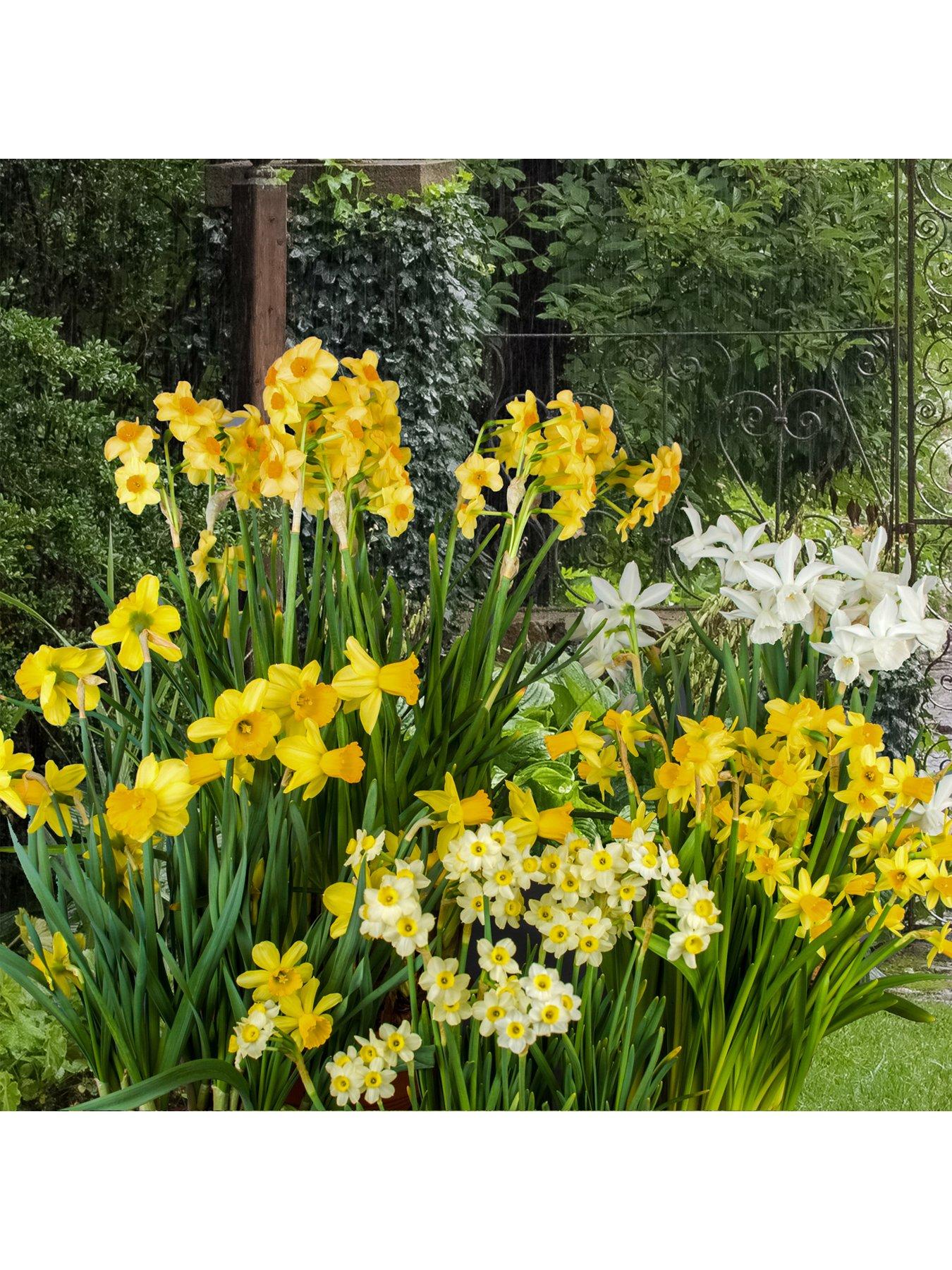 You Garden Dwarf Daffodils & Narcisisi x 100 bulbs