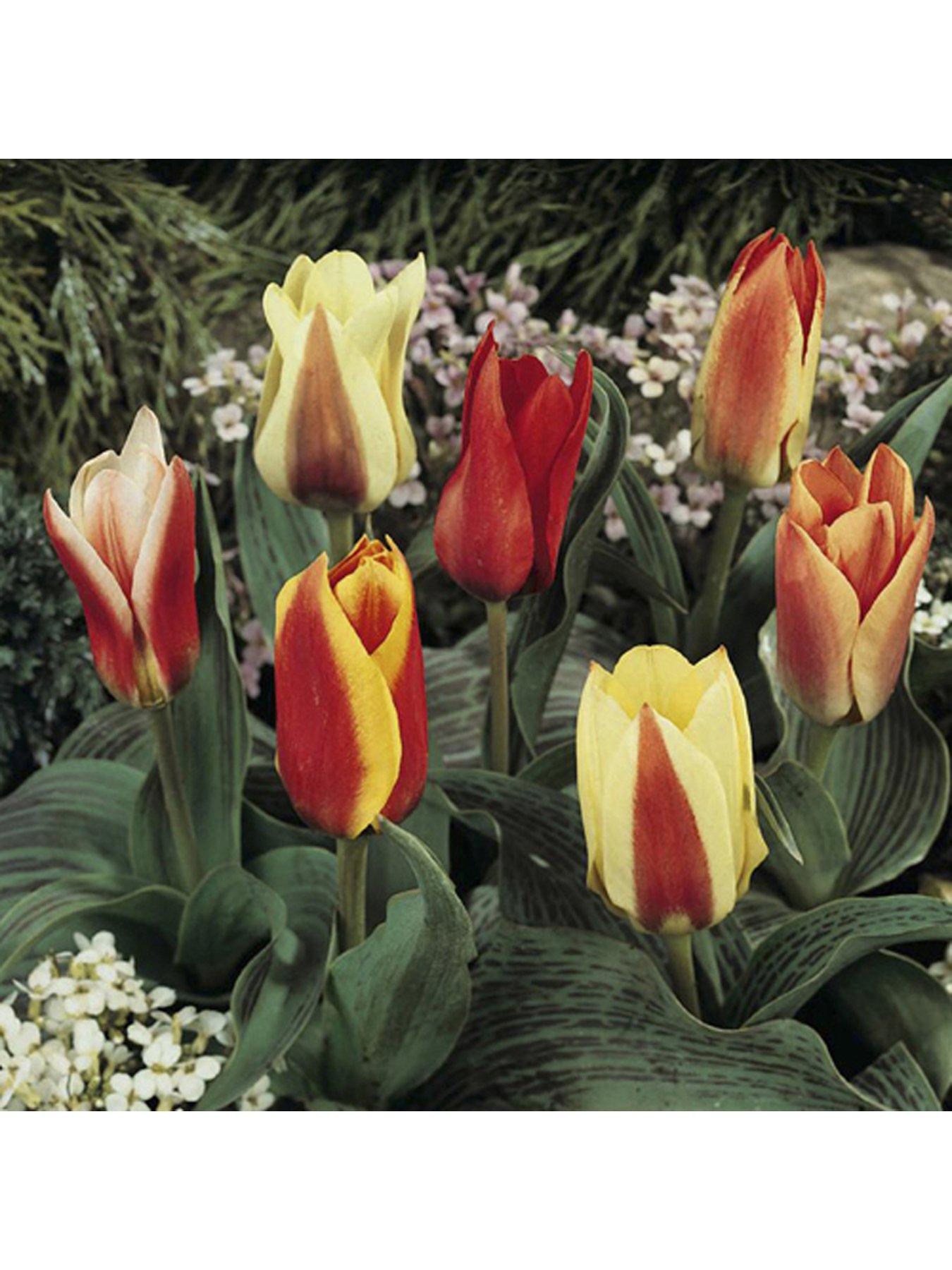  image of you-garden-dwarf-tulips-x-30-bulbs-mixed